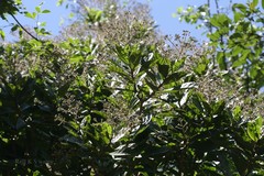 Vernonia travancorica